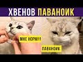 Приколы с котами. ХВЕНОВ ПАВАНОИК! | Мемозг #230