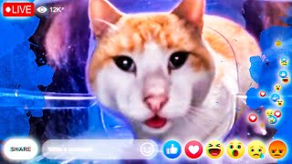 His Name is Mr FRESH? Cat live stream