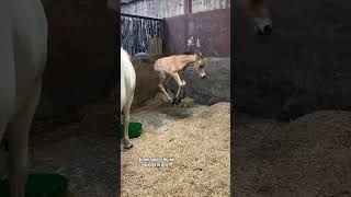 My foal is CRAZY!!!