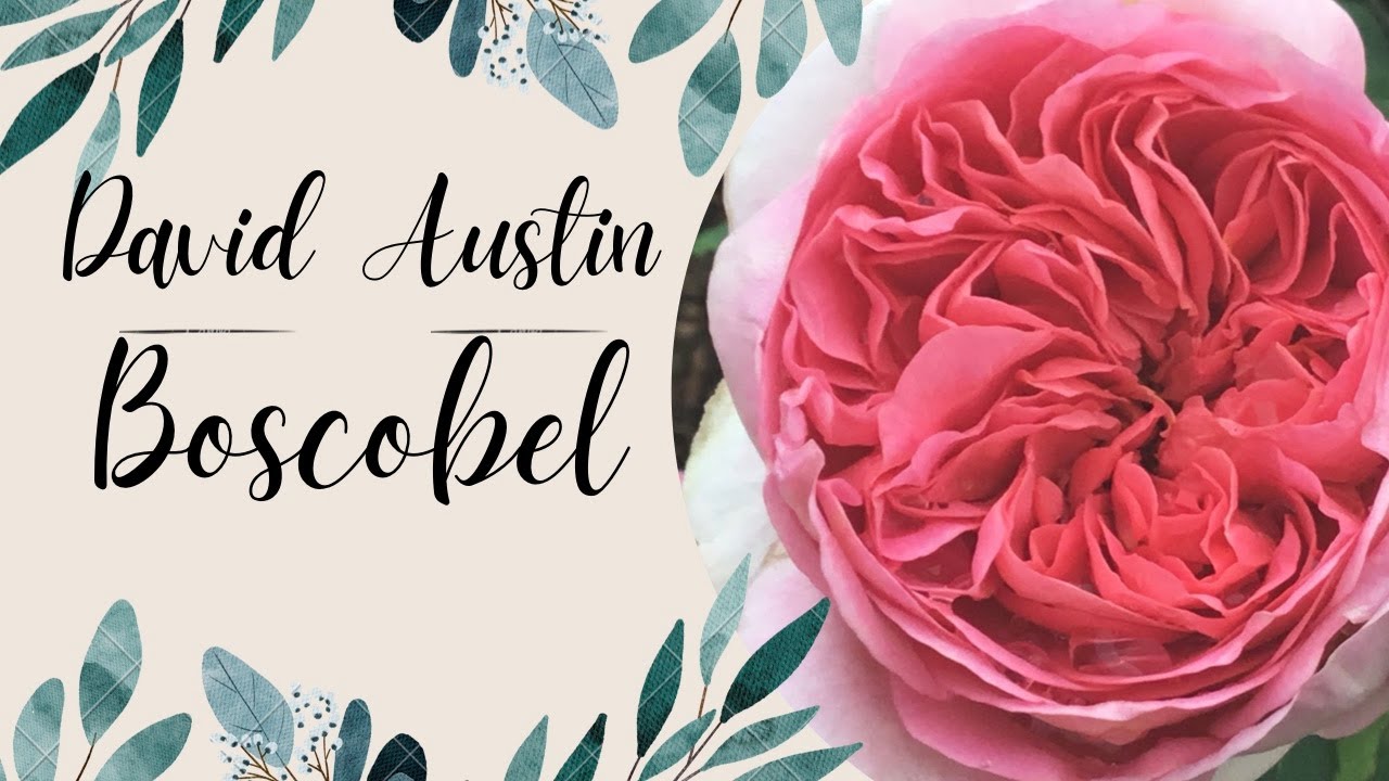 David Austin rose BOSCOBEL REVIEW YouTube