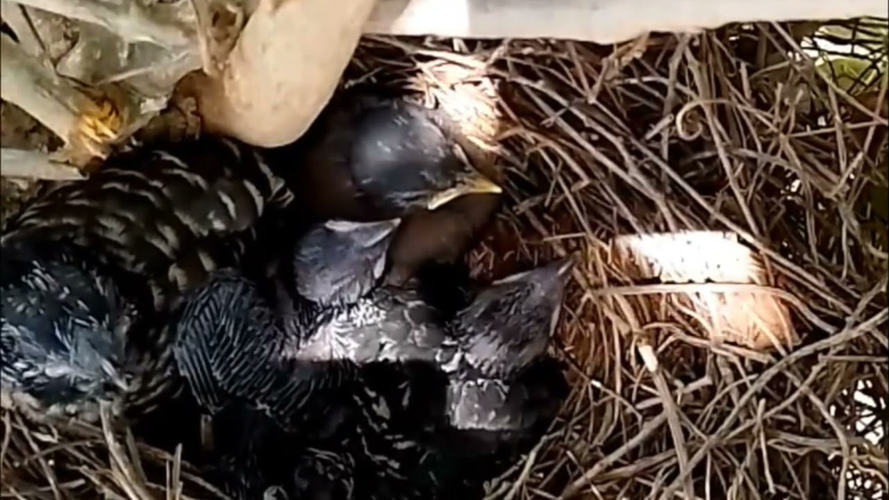 Mengapa Anak Burung Kedasih Gagal di Sarang Induk Asuhnya