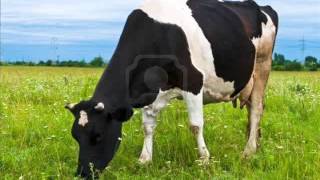 Sonido Vaca 1