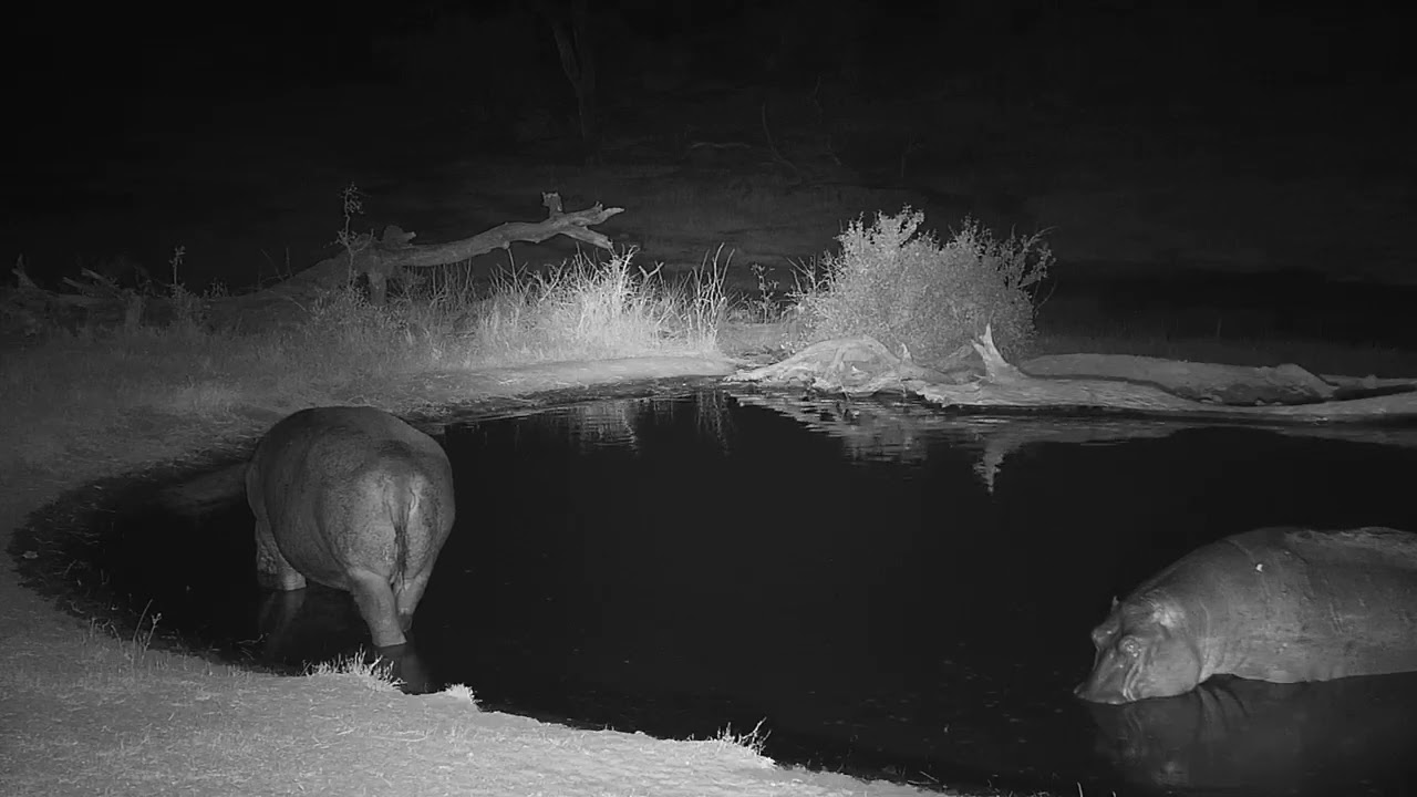 camera iphone 8 plus apk Djuma: Two Hippos getting ready to leave the pan - 05:42 - 08/06/19