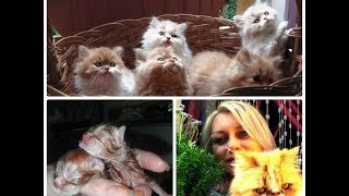 КОШАЧЬЯ ЛЮБОВЬ.Семья.Дети.