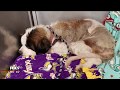 10-year-old St. Bernard rescued after spending 17 days lost in cold