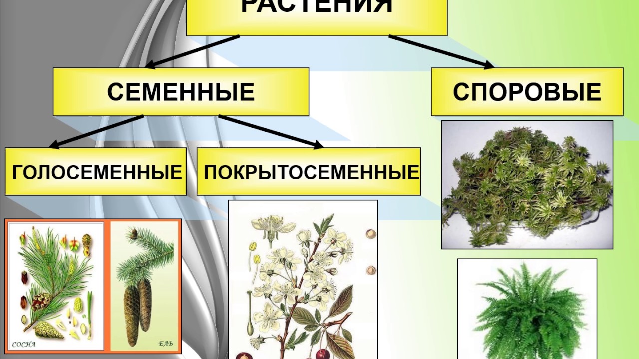 К покрытосеменным также относятся