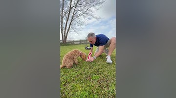 Teaching a Pup to lay down