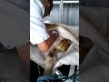 Операция паховая грыжа на новорожденном жеребёнке. (2)
