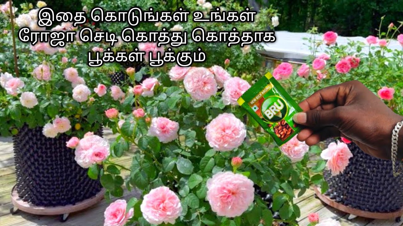 How To Use Bru Coffee Powder In rose plant in tamil Instead liquid