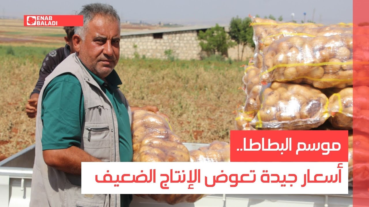 موسم البطاطا.. أسعار جيدة تعوض الإنتاج الضعيف في إدلب