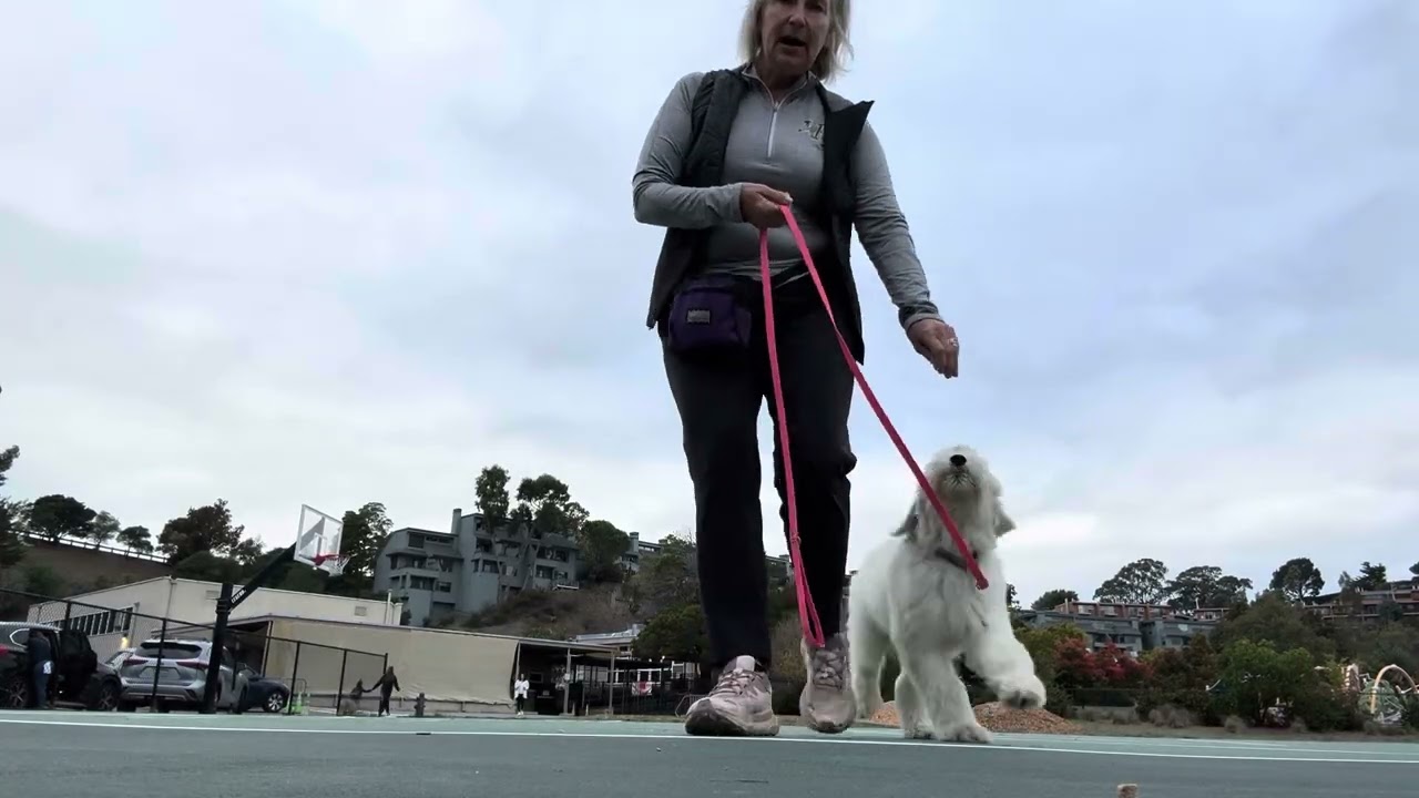 Oliver introduction to Leash Skills (the reward zone). And when to train in your day. 