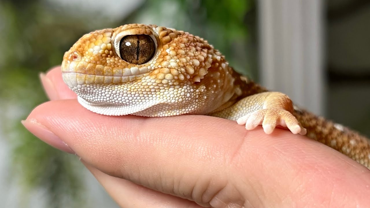 ヤモリ The gecko with a tough face and cute hands: the glove gecko - YouTube