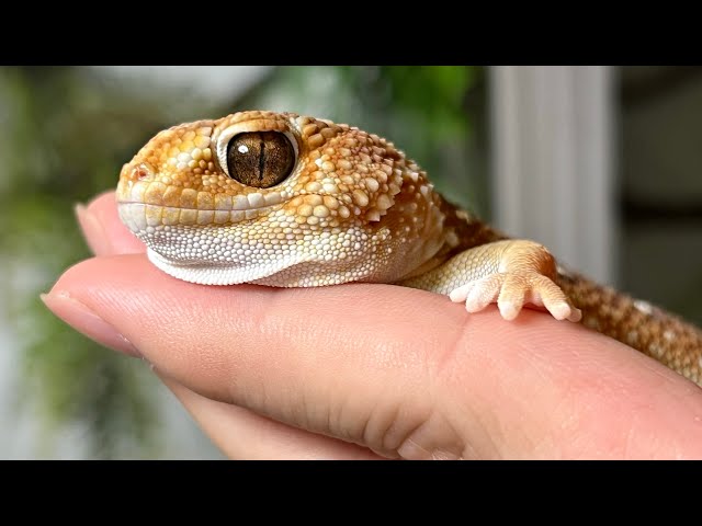 ヤモリ The gecko with a tough face and cute hands: the glove gecko - YouTube