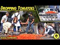 Tomatoes Dropping Social Experiment