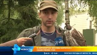 В аэропорту Внуково борются с нашествием уток(, 2016-08-29T08:00:11.000Z)