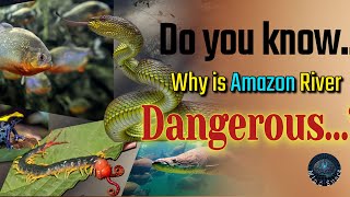 Do you know why The Amazon River is Dangerous?