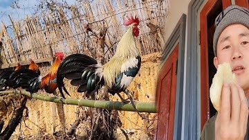 Hnub no nyob tsev xwb coj peb mu saib qaib Dib