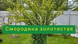 Смородина Золотистая.Рекомендую.