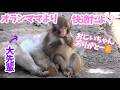 【パンチくん🐵】大先輩もクッションにしちゃう豪快なパンチくん。市川市動植物園 のニホンザル「パンチくん」Punch the monkey