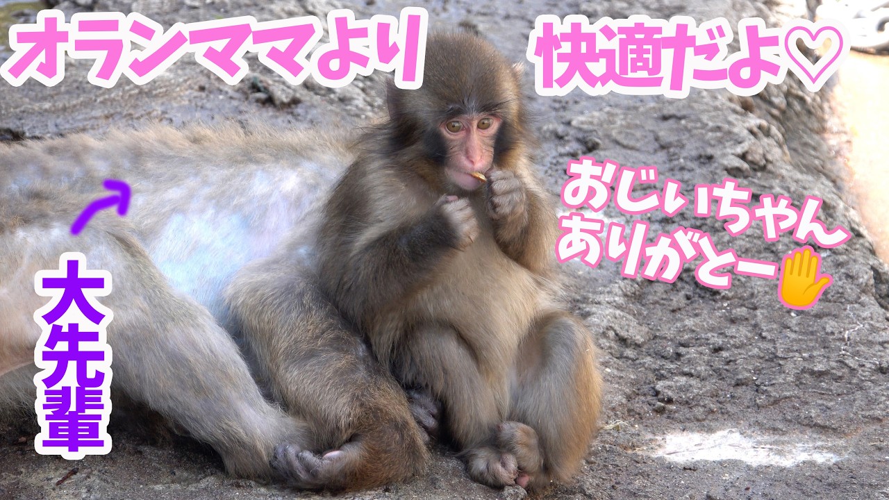 パンチくん🐵】大先輩もクッションにしちゃう豪快なパンチくん。市川市