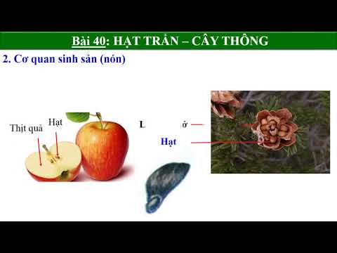 Video: Hạt Thông Đến Từ Đâu: Thu hoạch Hạt Thông từ Nón Thông