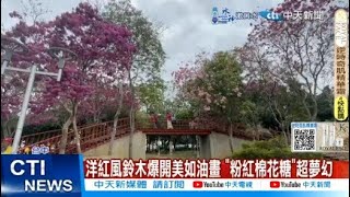【每日必看】洋紅風鈴木爆開美如油畫 