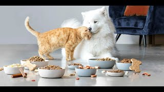 Kedi Köpek Maması Üretim Makinesi - Mini Tesis Resimi