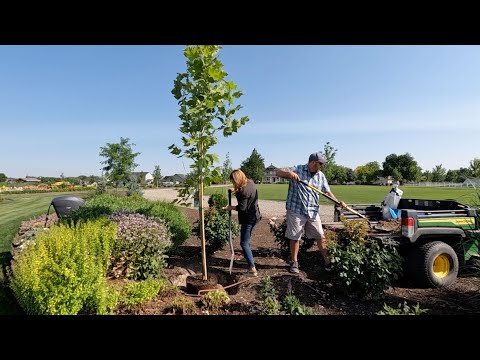 Wideo: Cienić Kochające Drzewa - Dowiedz się więcej o drzewach, które rosną w cieniu