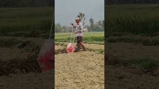 Maize plantation#Nepal Agriculture#Using Modern technology