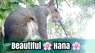 Beautiful  Hana  on our cameras  @ August 21, 2022
