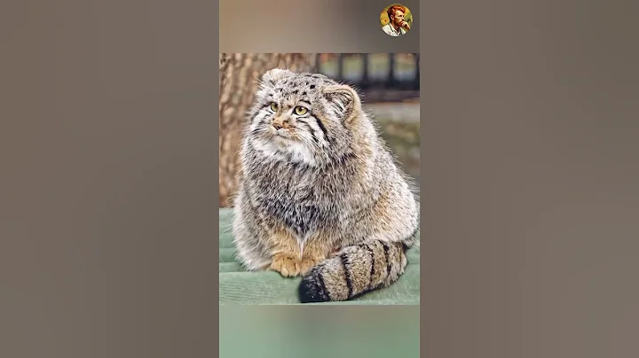 Video 9506111: exotic shorthair persian, cat breed, cat animals