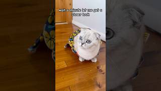 Wait a minute! 😍 #kikicutekitty #iloveyou #closerlook #cutecat #relatable #scottishfold #fypage