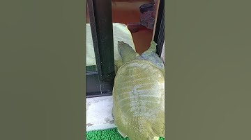 Pet Turtle Opens Door By Itself || ViralHog