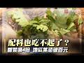 香菜飆4倍！從60元漲到250元 老闆心痛：成本一直拉高｜#寰宇新聞
