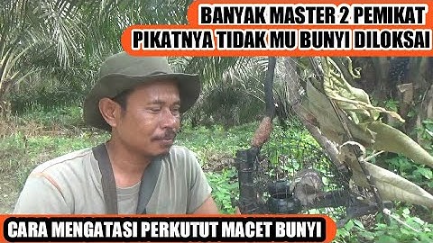 2 trik cara ini udah terbukti mendidik perkutut pikat gacor di rumah lokasi jarang bunyi