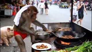 you won't believe how talented this monkey is