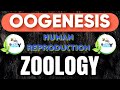 OOGENESIS || Human Reproduction || +2 2nd Year ZOOLOGY || CHSE ଓଡ଼ିଶା ବୋର୍ଡ | CBSE | NEET - 2024