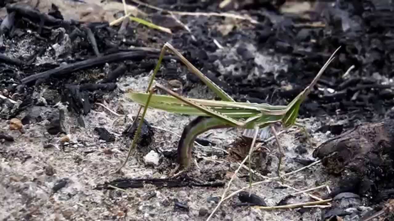 ショウリョウバッタの産卵 Youtube