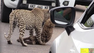 : FIRST TIME EVER - Leopard Hunt And Kill And EAT A Hyena
