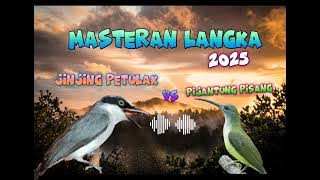 Jinjing Petulak vs pijantung pisang - Tembakan Kasar