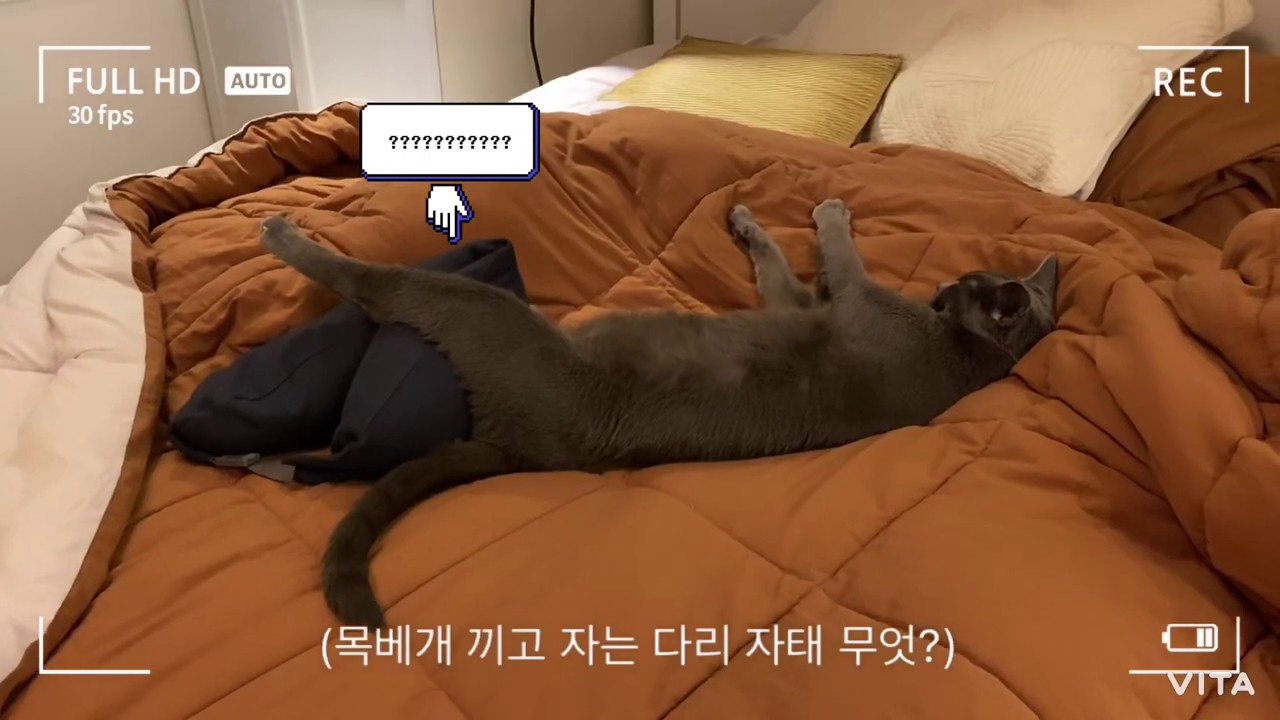 대자로 뻗어자는 고양이 (Cat Sleeping Like Human) YouTube
