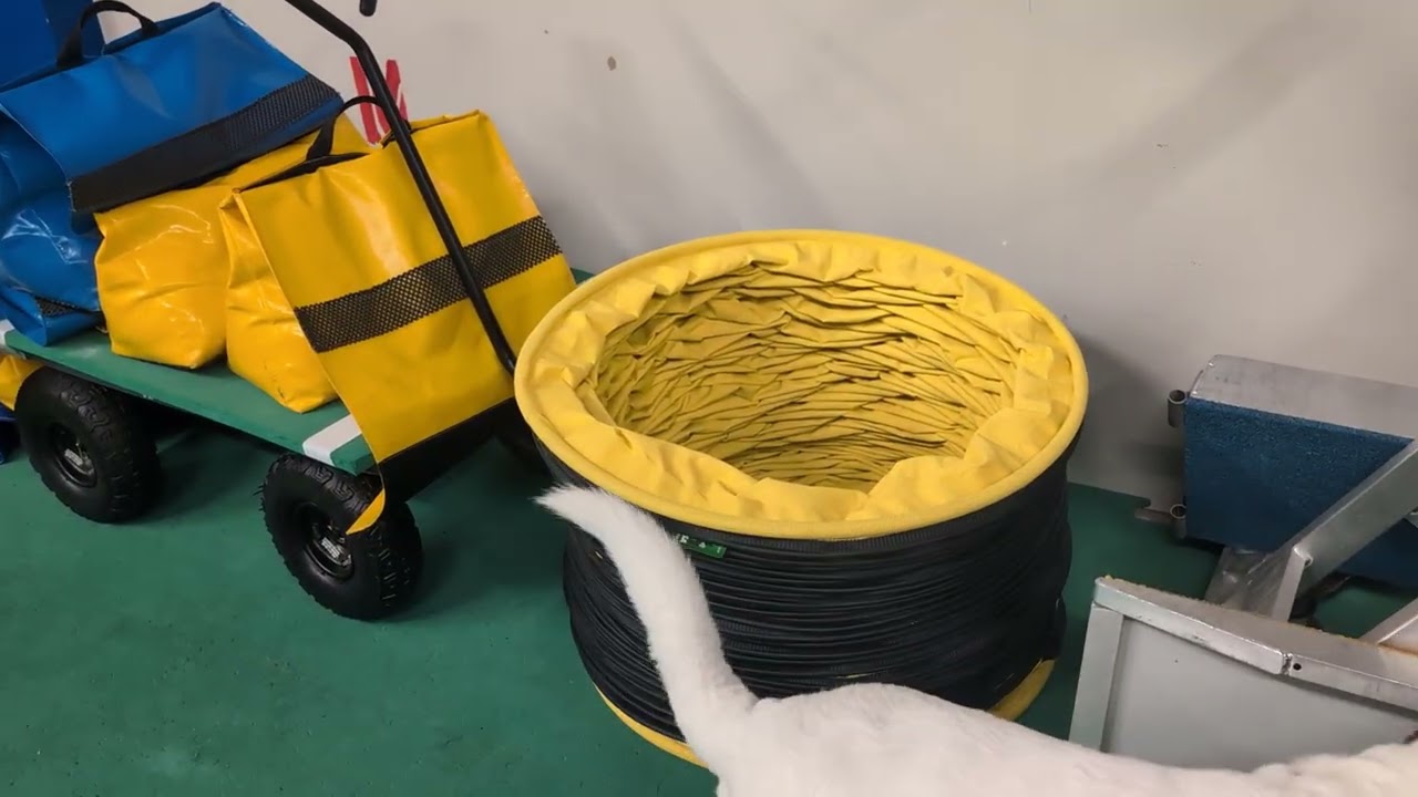 Dog training  Lost item  is my credit card 