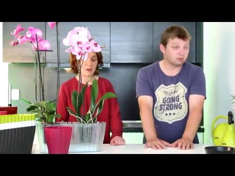 Video: Orchideje V Uzavřeném Systému (24 Fotografií): Výsadba Orchidejí A Zalévání česnekovou Vodou. Klady A Zápory Pěstování