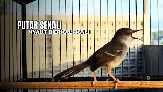 suara burung CIBLEK SEMI GACOR Ngebren Ampuh untuk Pancingan Ciblek Kristal dan Masteran Ciblek