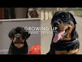 Rottweiler puppy growing up 8 weeks to 8 months