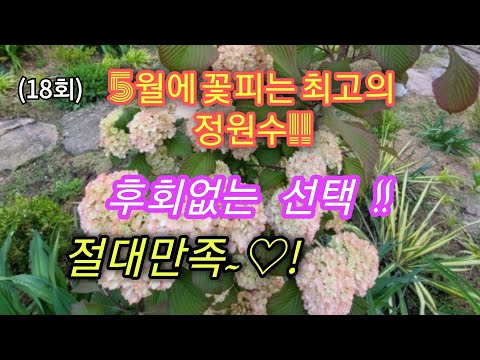 정원수로 최고 예쁜 꽃나무.내한성이 강한 꽃나무.5월의 꽃나무.전원주택 정원수.정원가꾸기.정원꾸미기.아름다운정원