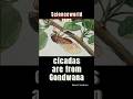CICADAS ARE FROM GONDWANA