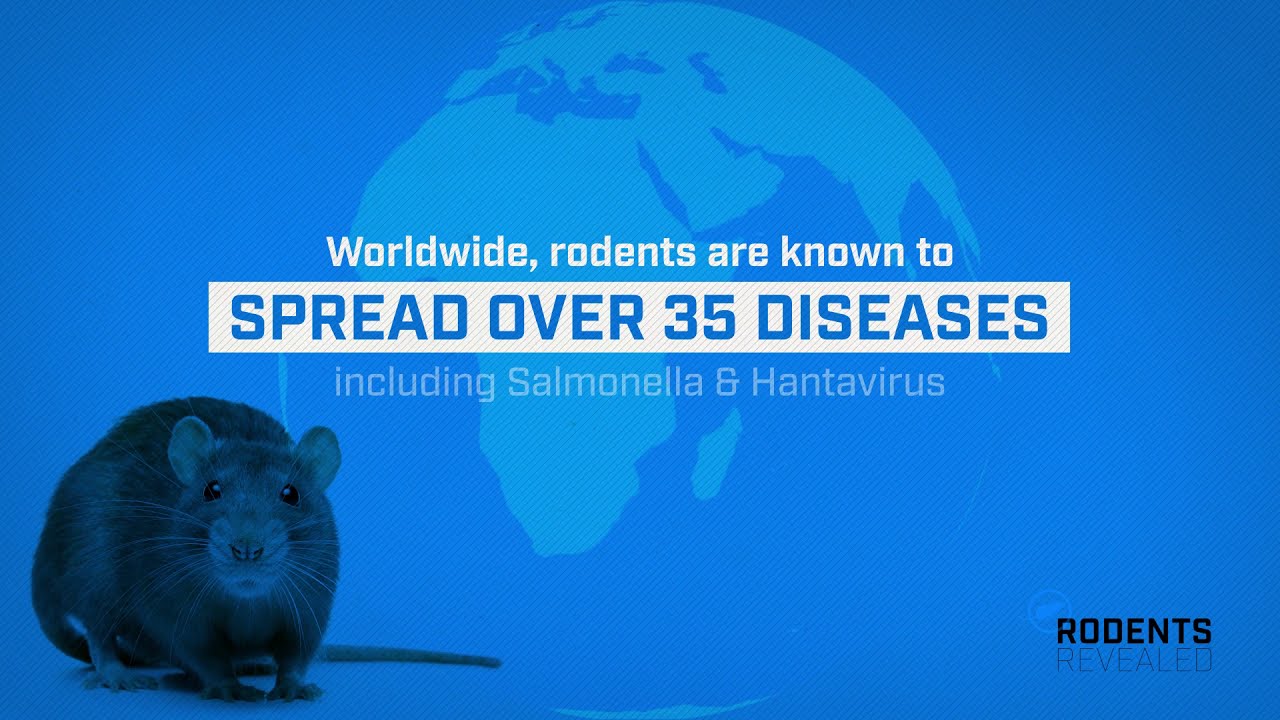 Rodents Threaten People & Property
