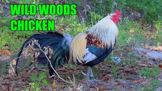 Wild Game Rooster of the Florida Woods. A True Free Range Survival Chicken screenshot 2