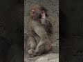 お母さんを怒らせて大ピンチ？！😱一人ぼっちで毛づくろいするパンチくんの哀愁🤣 #パンチくん #monkey #市川市動植物園 #zoo #shost